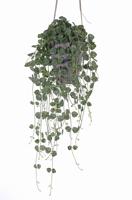 Ceropegia chinees lantaarn plantje 70 cm kunstbloem zijde nepbloem - Driesprong collection