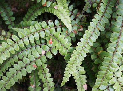 Dubbelloof Dubbelloof