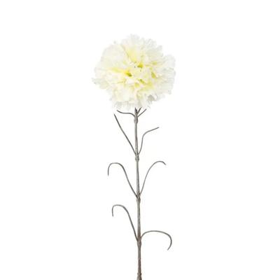 Anjer tak wit - Hortus