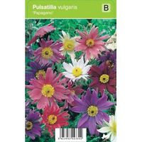 Wildemanskruid (pulsatilla vulgaris "Papageno") voorjaarsbloeier - 12 stuks