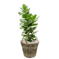 Planten/bloemen mand met hengsels - rotan gevlochten -D35 x H25 cm -plantenpot/plantenmand