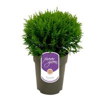 Thuja Occidentalis Danica - Westerse levensboom - (Bio) P15 Thuja Occidentalis Danica - Westerse levensboom - (Bio) P15