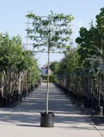 Amberboom als leiboom Liquidambar styraciflua h 340 cm st. omtrek 12 cm st. h 220 cm - Warentuin Natuurlijk - thumbnail