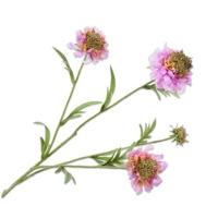 Silk-ka Zijden Bloem-Kunstbloem Scabiosa Tak Roze 80 cm