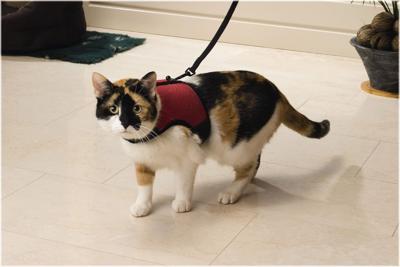 Katten loopharnas comfort - Beeztees