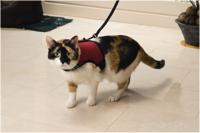 Katten loopharnas comfort - Beeztees