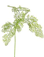Venushaar adianthum tak large green kunstbloem zijde nepbloem - Driesprong collection