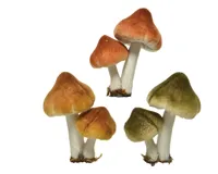Kersthanger op clip paddenstoel 5x7x9cm - stuk Kersthanger op clip paddenstoel 5x7x9cm - stuk