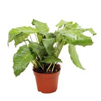 Calathea Network - P 14 cm Calathea Network - P 14 cm