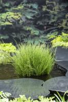 Dwergholpijp / Equisetum scirpoides