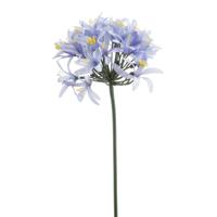 Agapanthus