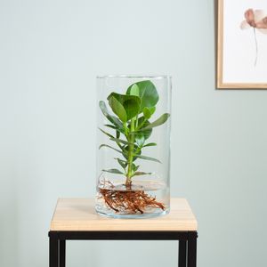 Clusia Rosea Princess in Pistona Vaas - DIY