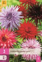 Dahlia favourite love