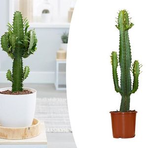 Cowboycactus Euphorbia (60 - 70 cm)