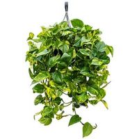 Scindapsus epipremnum aureum S hangplant