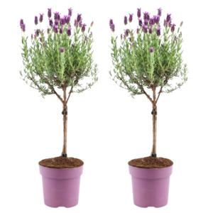 Plants by Frank - Lavandula stoechas Anouk® op stam - 15 cm pot - set van 2 Franse Lavendels op stam