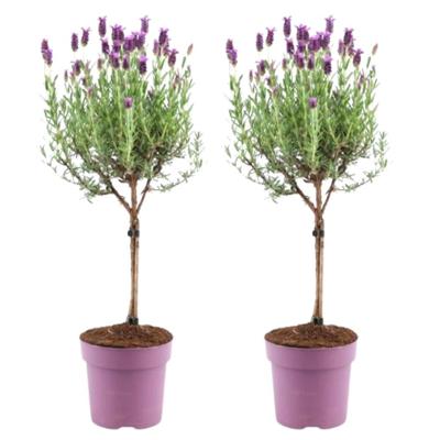 Plants by Frank - Lavandula stoechas Anouk® op stam - 15 cm pot - set van 2 Franse Lavendels op stam