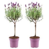 Plants by Frank - Lavandula stoechas Anouk® op stam - 15 cm pot - set van 2 Franse Lavendels op stam