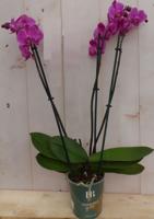 Vlinderorchidee phalaenopsis roze 3 takken kamerplant Warentuin Natuurlijk - Warentuin natuurlijk
