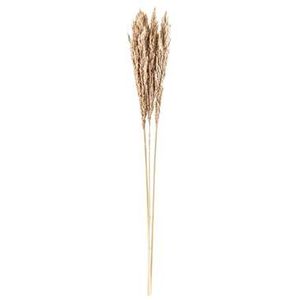 Pampas pluim XXL 3 stuks - 115 cm - Leen Bakker