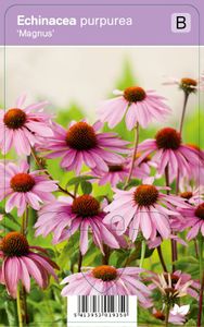Vips Echinacea purpurea Magnus - Zonnehoed
