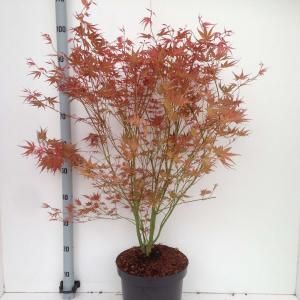 Japanse esdoorn (Acer palmatum "Phoenix") heester - 80+ cm - 5 stuks