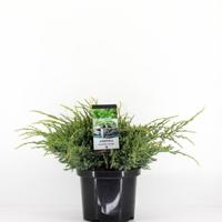 Juniperus squamata holger 45 cm - Warentuin natuurlijk