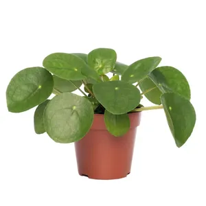 Kamerplant Pilea Peperomioides 'Pannenkoekenplant'