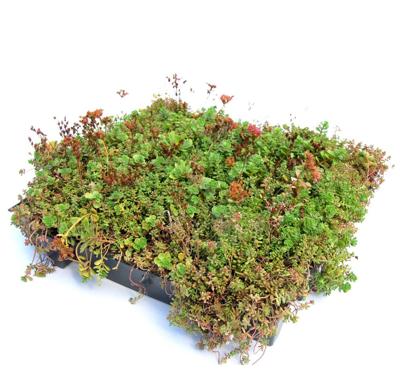 Dakgroen Sedumtray voor daken Type TE Kant & Klaar 15 graden, prijs per 1 tray, Sempergreen - Sempergreen