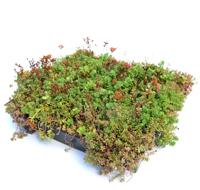Dakgroen Sedumtray voor daken Type TE Kant & Klaar 15 graden, prijs per 1 tray, Sempergreen - Sempergreen