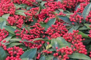 Skimmia