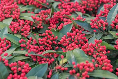 Skimmia