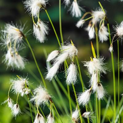 Moerings Eriophorum angustifolium - Veenpluis