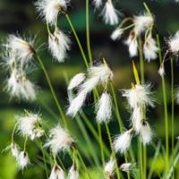 Moerings Eriophorum angustifolium - Veenpluis Moerings Eriophorum angustifolium - Veenpluis