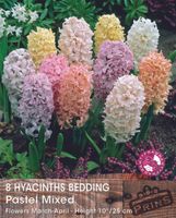 Prins Hyacint pastel mix 8 bollen