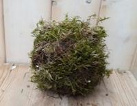 Platmos mos bol ongeveer dia. 20 cm - Warentuin natuurlijk
