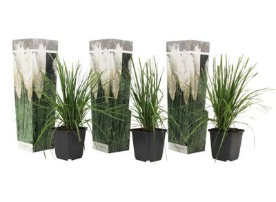 Set van 3 Witte Pampasgrassen
