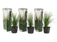 Set van 3 Witte Pampasgrassen