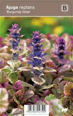 Vips Ajuga Reptans Burgundy Glow - Kruipend zenegroen