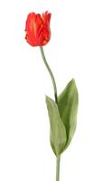 Tulp Tulipa parrot Garden art 1 bloem dia. 6 x 8,5 cm met 2 bladeren feel real 21 x 7,5 cm 64 cm - Top art