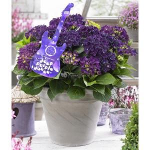 Hydrangea Macrophylla Music Collection "Deep Purple Dance"® boerenhortensia - 25-30 cm - 1 stuks