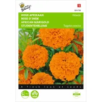 Tagetes, hoge Afrikaan Hawaii oranje