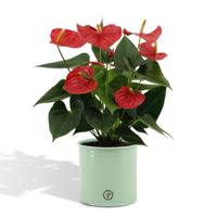 Anthurium andreanum Esudo incl. PURE zink - 45cm - Ø12 Anthurium andreanum Esudo incl. PURE zink - 45cm - Ø12