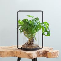 Monstera Adansonii in Prato Vaas - DIY
