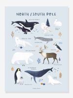 Poster Dieren noordpool/zuidpool LILIPINSO ijsblauw