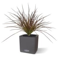 Kunst Grasplant Wide 40cm - Burgundy
