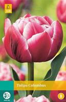 Tulipa Columbus 5 bollen - Jub