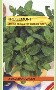 Kruizemunt