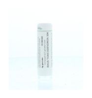 Rhus toxicodendron 30K