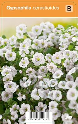 Vips Gypsophila cerastioides - Gipskruid